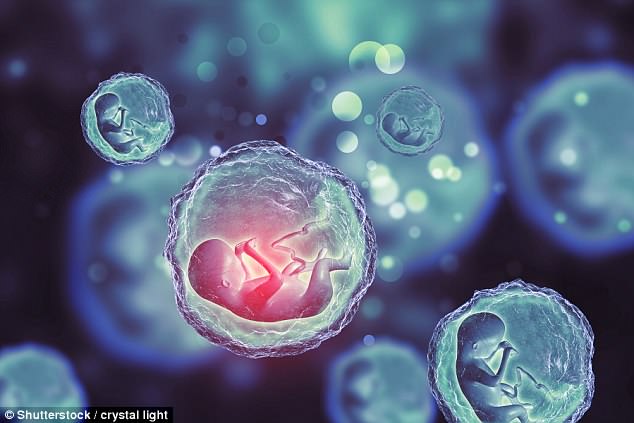 embryo from stem cells without egg or sperm