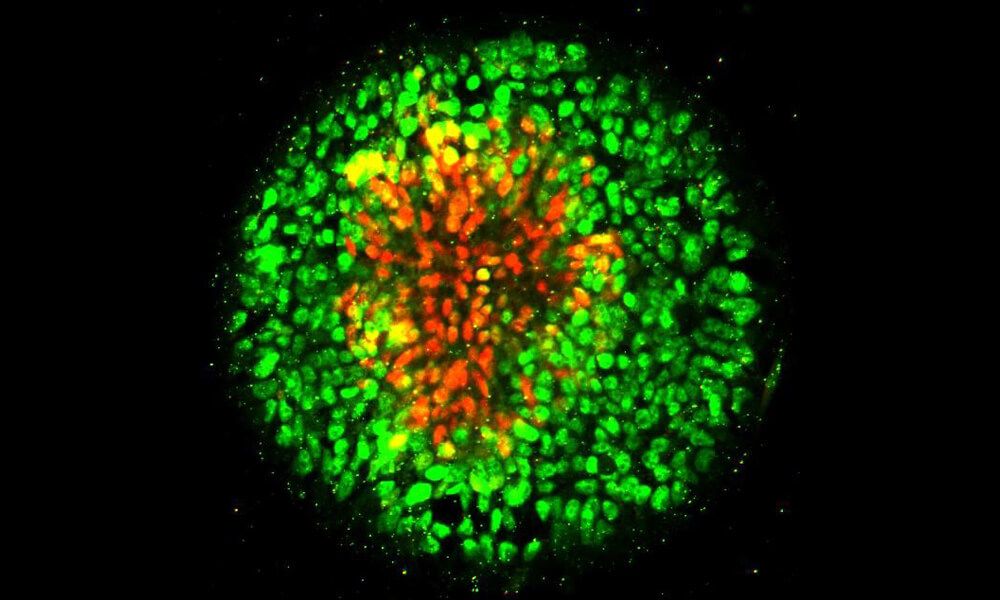 Embryonic stem cells form useful proto-nervous system