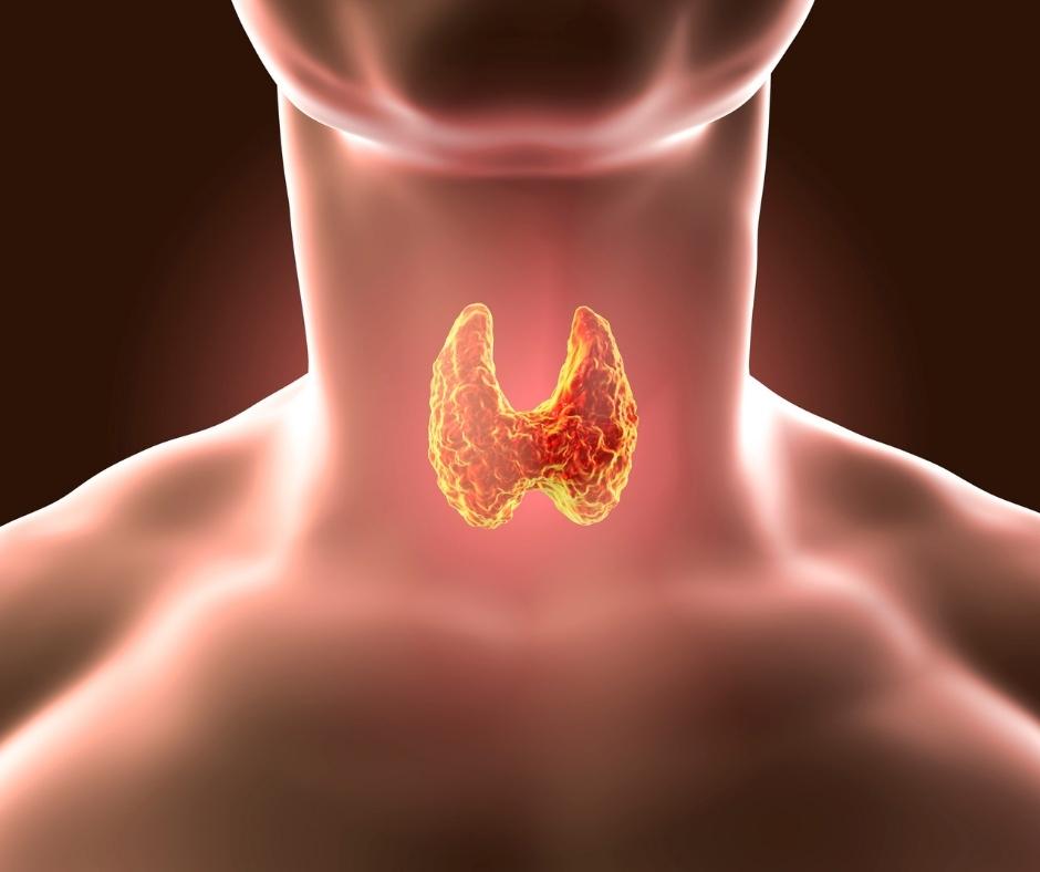 thyroid gland