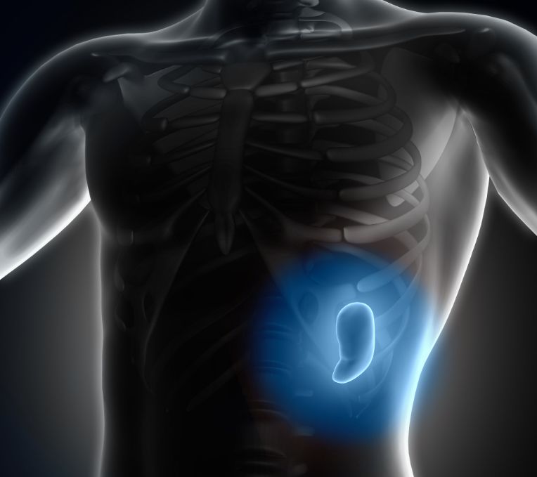 3D medical image showing spleen
