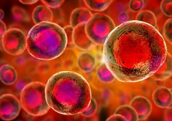Embryonic Blood Stem Cell