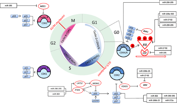 MicroRNA's Role in Regulating the Cell Cycle